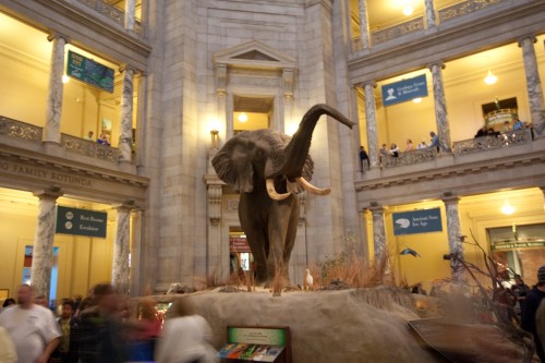 Elephant in the Museum of Natural History