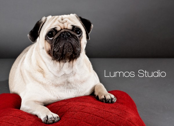 Pug looks pitiful as he sits on a red velvet pillow