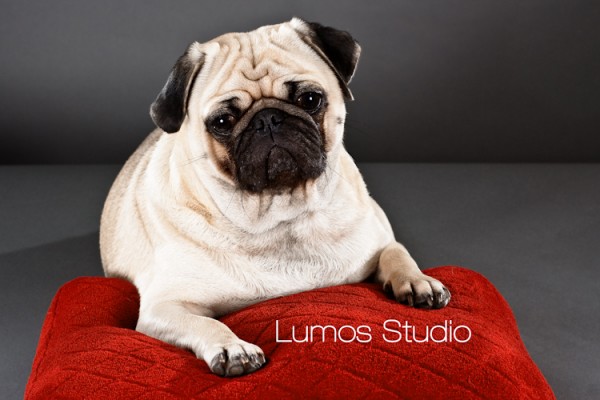 Pug looks wistful posing on a red velvet pillow