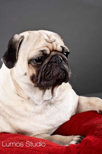 Thoughtful pug on red velvet pillow