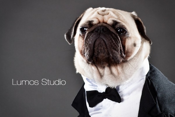 Pug in a tuxedo kind of looks like Winston Churchill 