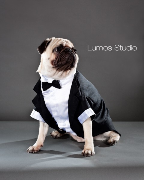 Pug in a tuxedo poses for his portrait