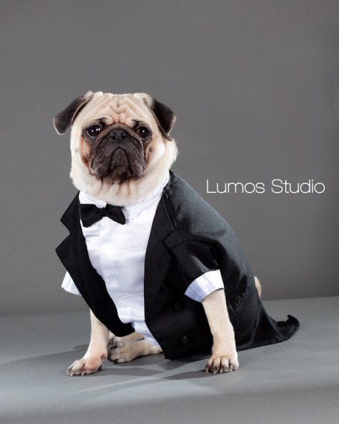 Pug in a tuxedo lounges