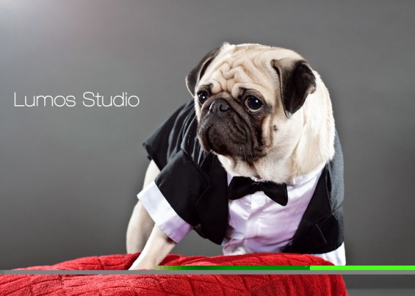 Pug in a tuxedo on a red velvet pillow