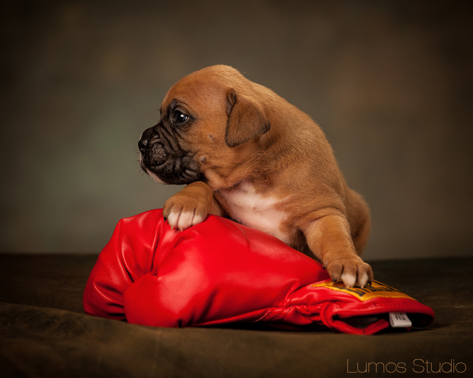 A boxer puppy with a boxing glove